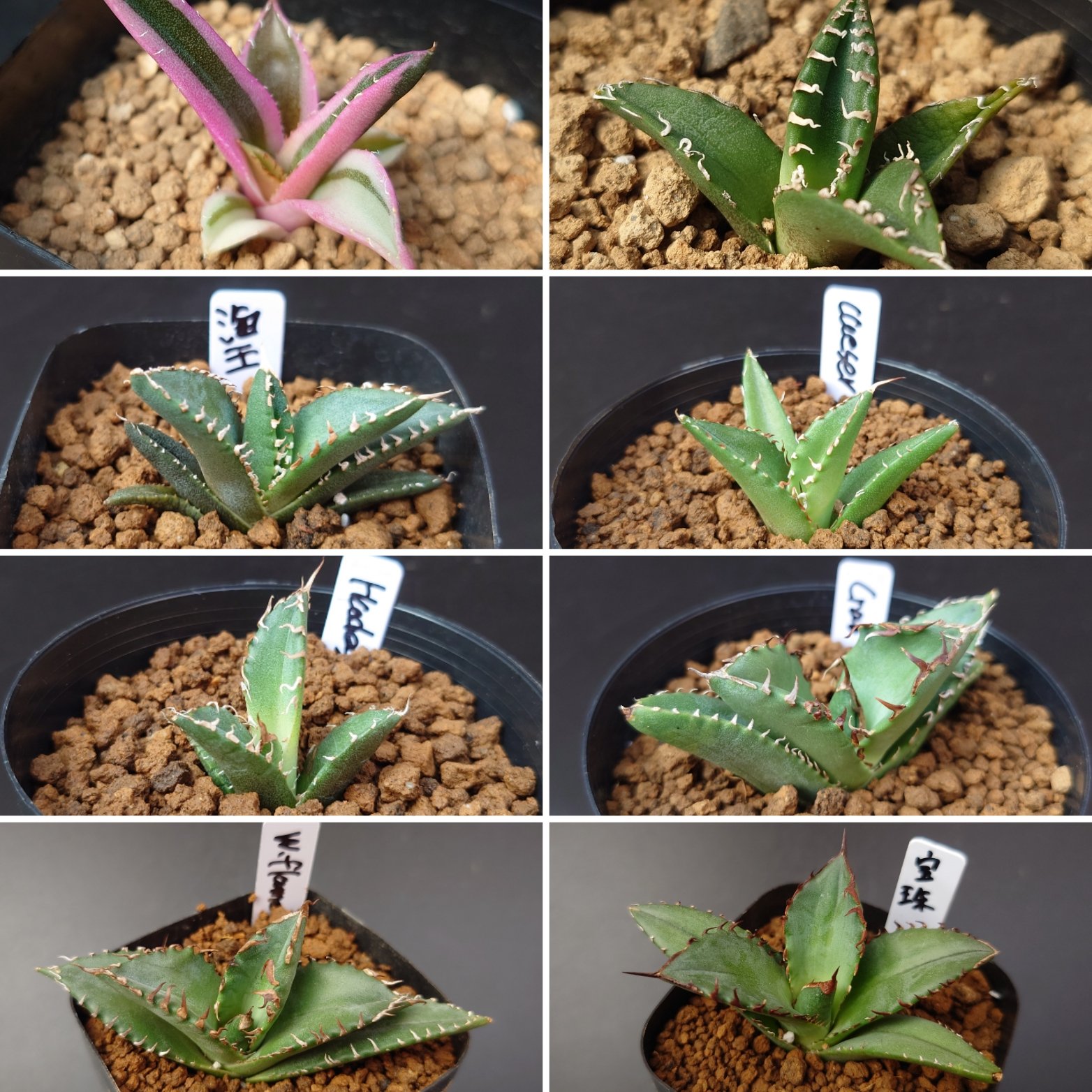 djsb.1418 超希少❗️原種アンスリウムレガレ 新葉展開中✨️ studio GreenPiece (@GreenPiece14) / X