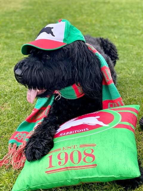 This is Wilbur. 
He thinks he's camping out for tickets to next season's Grand Final, but...no. He's gonna be grabbing a handful of what's left for our shows at the Camelot Lounge on November 10 &amp; 11.
stickytickets.com.au/36461/perry_ke…