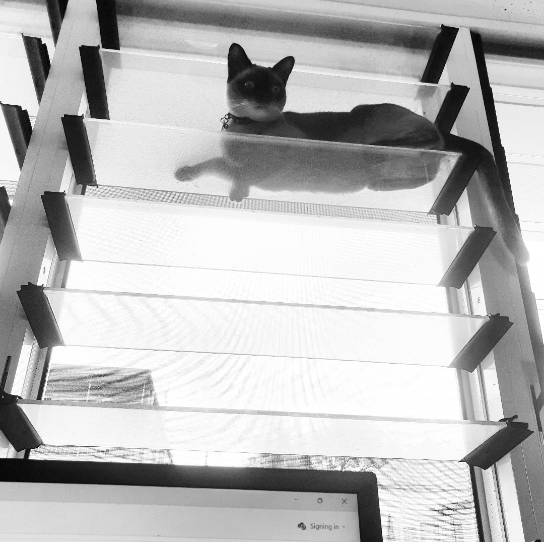 KaliAAnthony's tweet photo. It's #nanowrimo &amp; I finally started a story. I've been blocked recently &amp; I haven't been writing a thing. So now, whilst I only have 1000 words down of a new story, it's wonderful to be writing again because being an author, is truly who I am. Pic of #editorcat, supervising. https://t.co/LFxihhlq78