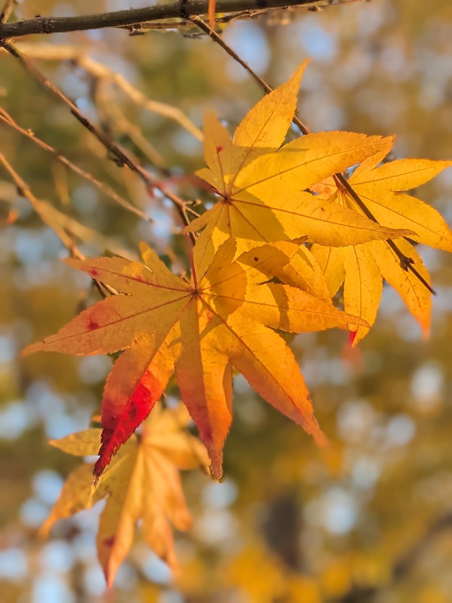 no humans sky blue sky outdoors leaf autumn leaves tree  illustration images