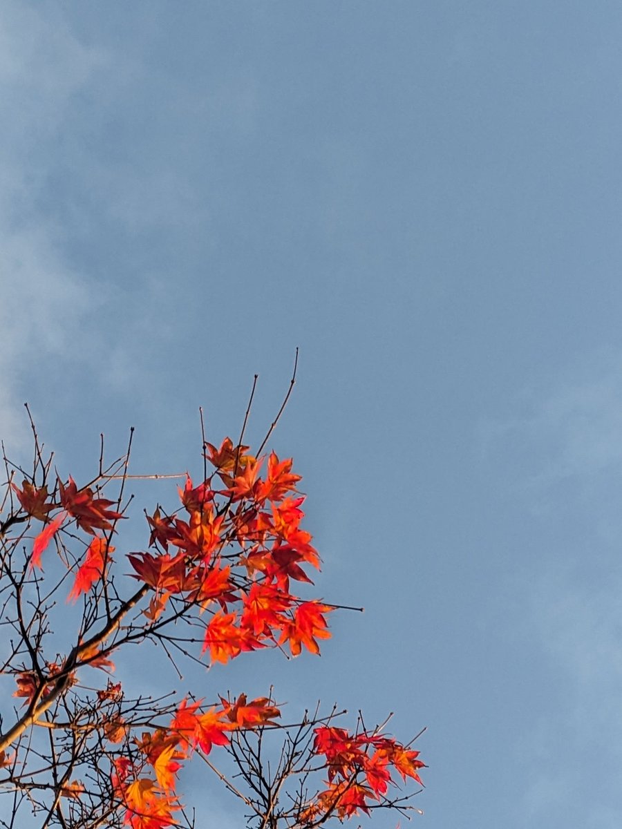 no humans sky blue sky outdoors leaf autumn leaves tree  illustration images