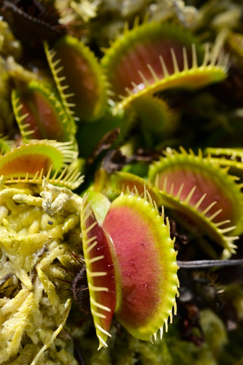 moiwayama_nepen's tweet photo. #ハエトリソウ #鈴木系 #春及園 #長澤 #Dionaea #食虫植物 #Carnivorous_plants #Venus_flytrap #suzuki #Zf #Nikon #ニコン #私とニコンで見た世界 #ZMC105mmNIKKOR
NIKKOR Z MC 105mm f/2.8 VR S
気温が下がって来まして、ロゼット系のハエトリソウ達も、越冬に向けて徐々に姿が変わってきました。 https://t.co/hKGsBpuuqL
