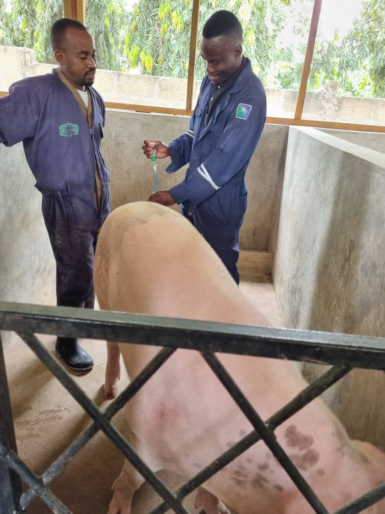 PhemaPig's tweet photo. .
Wiki Hii tulikuwa TANGA kumpatia mteja wetu huyu huduma ya UHAMILISHAJI (ARTIFICIAL INSEMINATION).

Mteja alikuwa hana dume na alikuwa ameshajua kuhusu huduma yetu kwa muda mrefu Sasa. Huduma ilienda vizuri na aliweza kufanya timing vizuri ya joto la kusimama.

#nguruwe #phema https://t.co/rUSCVjY4uf