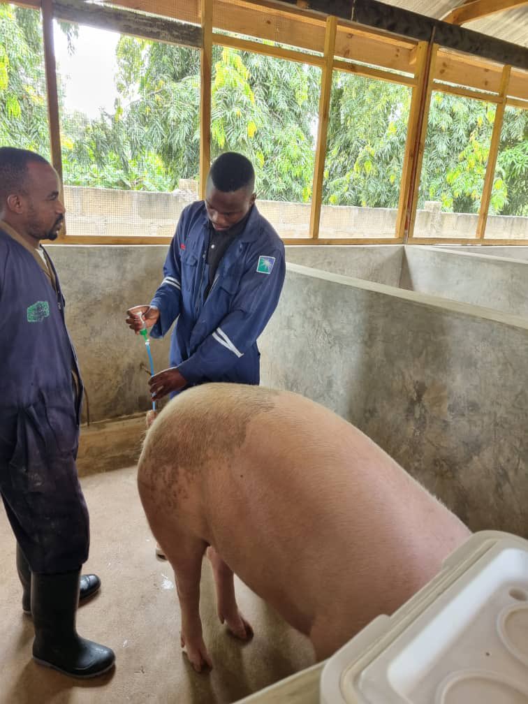 PhemaPig's tweet photo. .
Wiki Hii tulikuwa TANGA kumpatia mteja wetu huyu huduma ya UHAMILISHAJI (ARTIFICIAL INSEMINATION).

Mteja alikuwa hana dume na alikuwa ameshajua kuhusu huduma yetu kwa muda mrefu Sasa. Huduma ilienda vizuri na aliweza kufanya timing vizuri ya joto la kusimama.

#nguruwe #phema https://t.co/rUSCVjY4uf