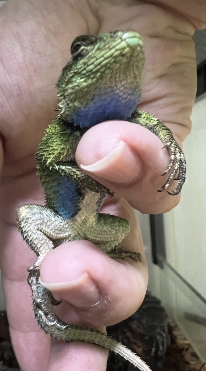 pso_togi's tweet photo. ぶりくらでは無いんですが、
マラカイトハリトカゲお迎えしました。折角なのでペアにしようかと思ったんですがお店にオスしか居なかったので1匹だけ。綺麗なトカゲです🦎 https://t.co/2bgFXwPinJ