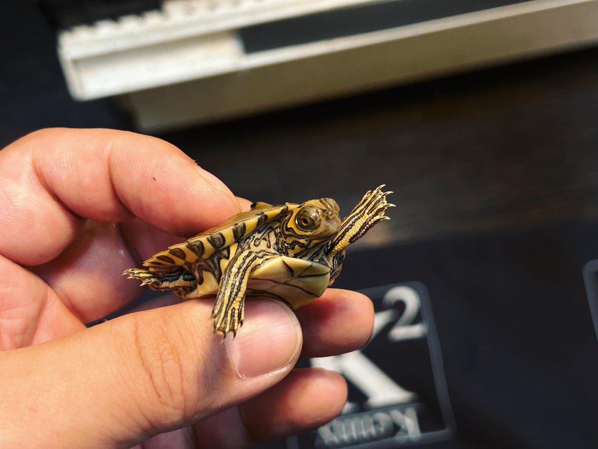 kaitori_king's tweet photo. バーバーチズガメ🗺🐢
#チズガメ #バーバーチズガメ #チズガメ販売 #mapturtle https://t.co/5U8QebukuK
