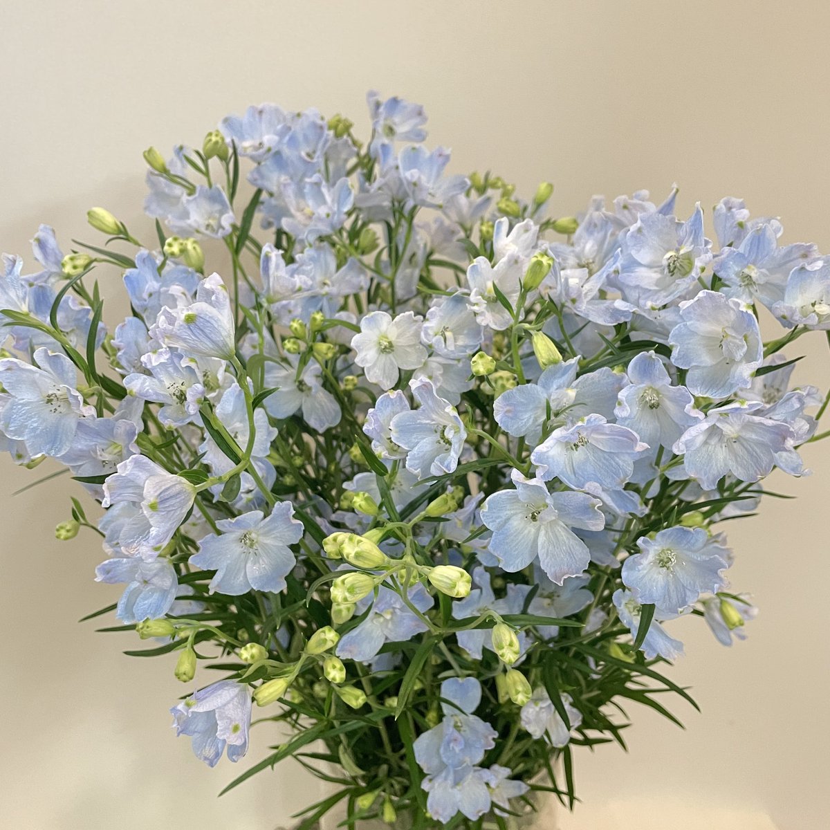 ariari878787's tweet photo. 昨日、仕入れてきたデルフィニウムです😊かわいい🥰
デルフィニウムの花言葉を調べたら「清明」でした❁⃘*.ﾟ
とくに青色、水色のデルフィニウムの花言葉は「あなたを幸せにします」
結婚式や結婚祝いプロポーズにぴったりです💓
  #花言葉 #木更津花屋  #フラワーショップありはら https://t.co/1hDwXogiNR