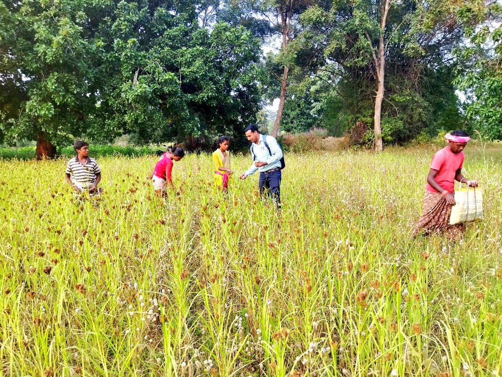 Ragi Harvesting by farmers.
#SreeAnna #Millets #Nutricereals
#InternationalYearOfMillets2023
@MilletsOdisha @krushibibhag @MilletsNews