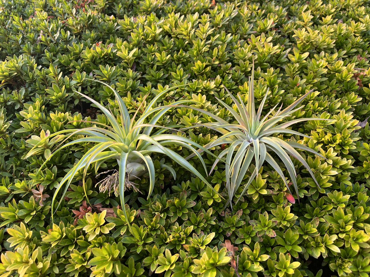 73KRayZu's tweet photo. 我が家のカピタータとブラキカウロス🍍他のチランジアの陰に隠れて目立たない存在ですが、発根状態が良く元気に育ってくれています。少し紅葉しつつあります🍁 2023/11/5
#カピタータ #ブラキカウロス #チランジア #エアプランツ #発根 #紅葉 #capitata #brachycaulos #tillandsia #airplants https://t.co/Je8I56Veov