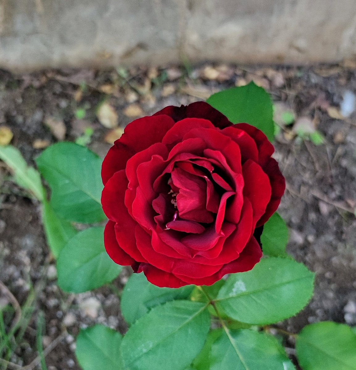 Günaydın yeni bir güne.. Bir önceki gün eskidi artık, yarın ise yola çıktı bile.. Gülümsemeyi hissettiğimiz ise, şu an! İyi pazarlar..