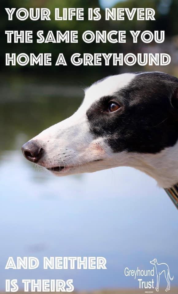 Greyhound Trust (@greyhoundtrust) on Twitter photo 2023-11-05 06:58:47