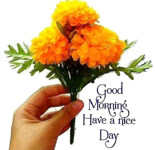 Tanwar037's tweet photo. Good morning https://t.co/2uyYEH0s3P