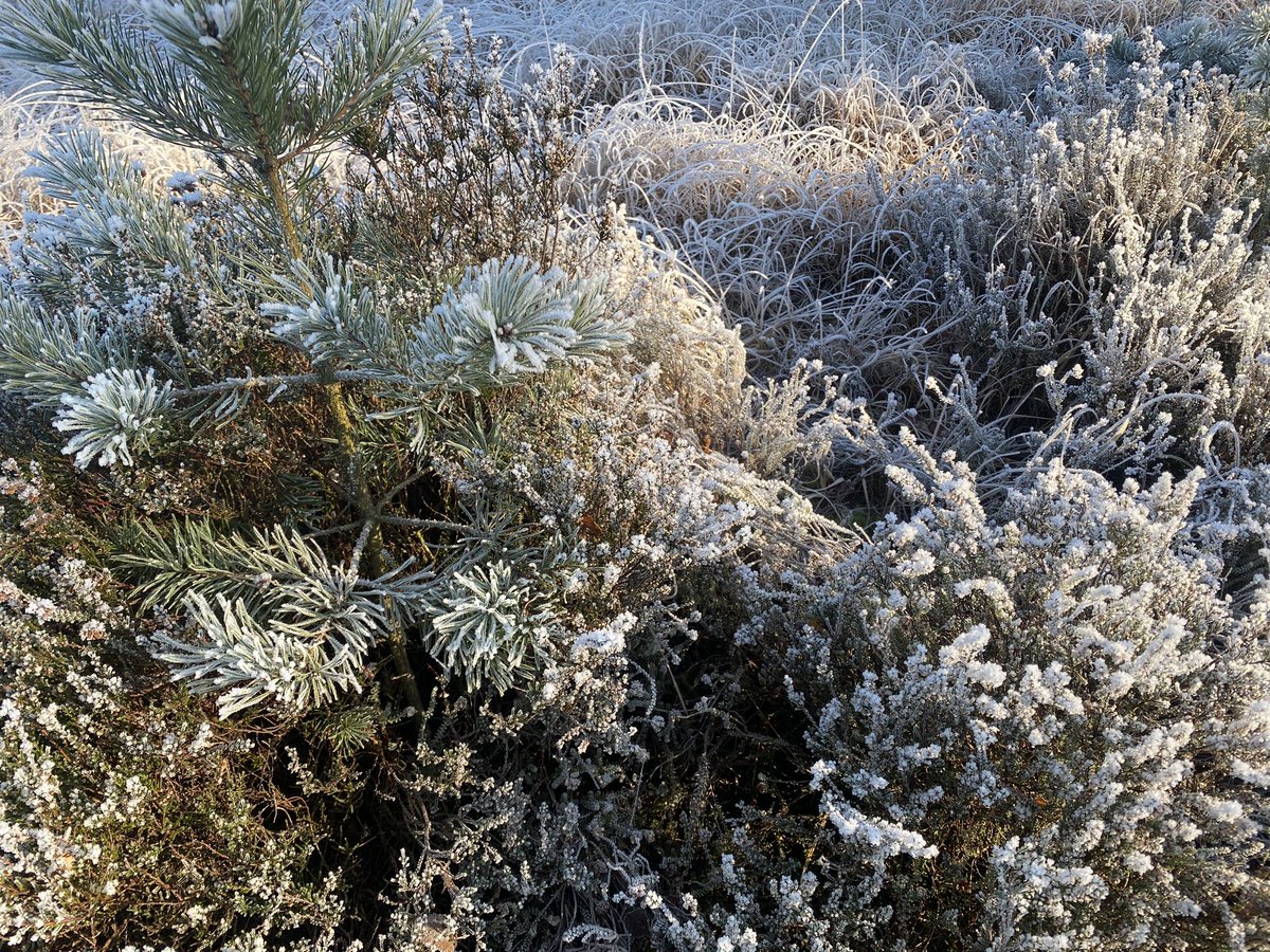 witchernpc's tweet photo. some of my favorite pictures of frost on the heath from last year……. https://t.co/jmWr4irkqz