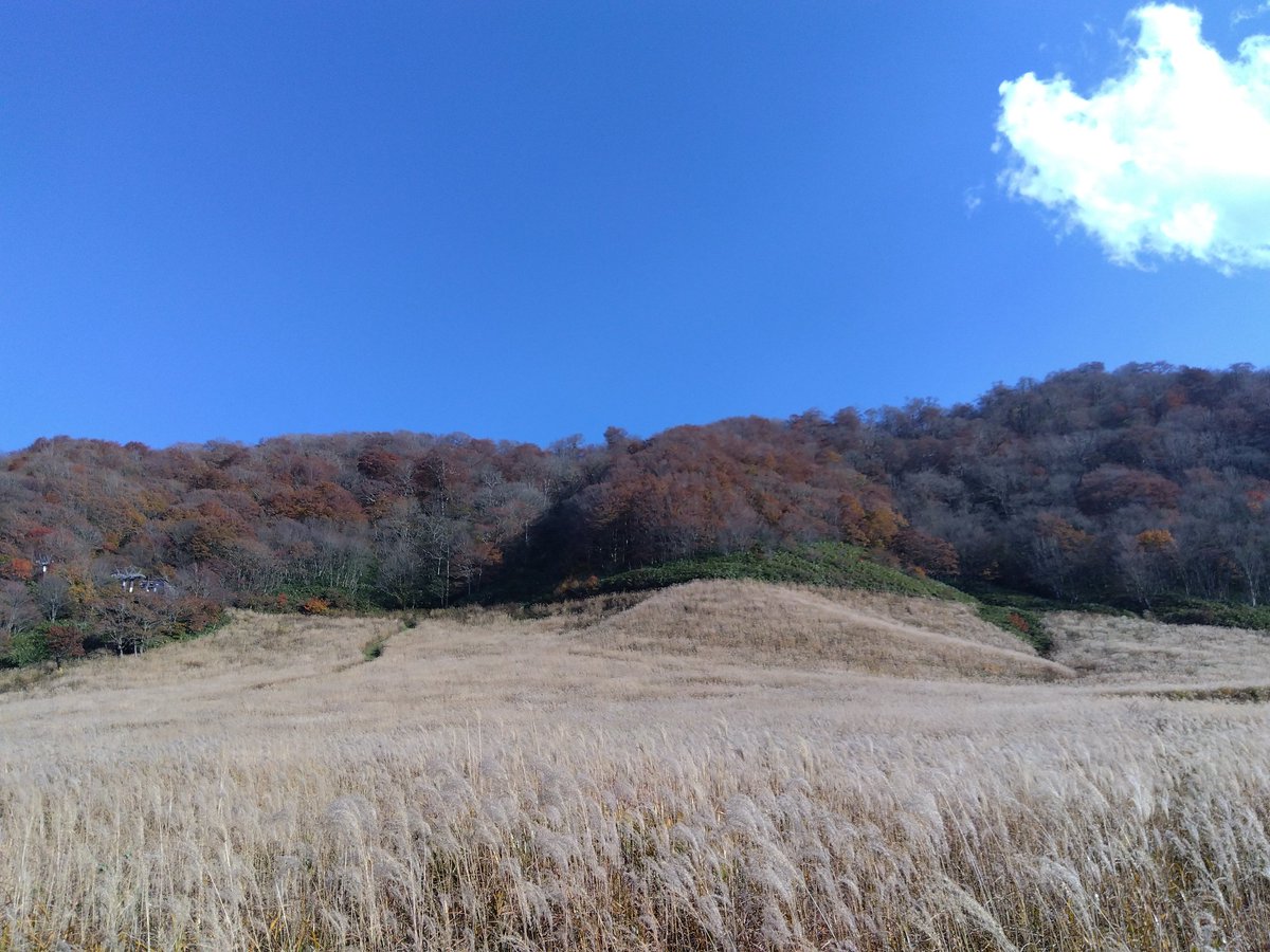 kt_roadbike's tweet photo. 大山までススキを見に行ってきた。空が霞んでて、スマホで写真撮ったら何やら幻想的な感じに…。あと謎の不気味な植物も生えてたw🍄
紅葉シーズン＆三連休で珍しく人がいっぱい。中には大山一周してる人もチラホラと。自分は一回やってもう十分やから、今回は車で笑 https://t.co/BDWATCX03l