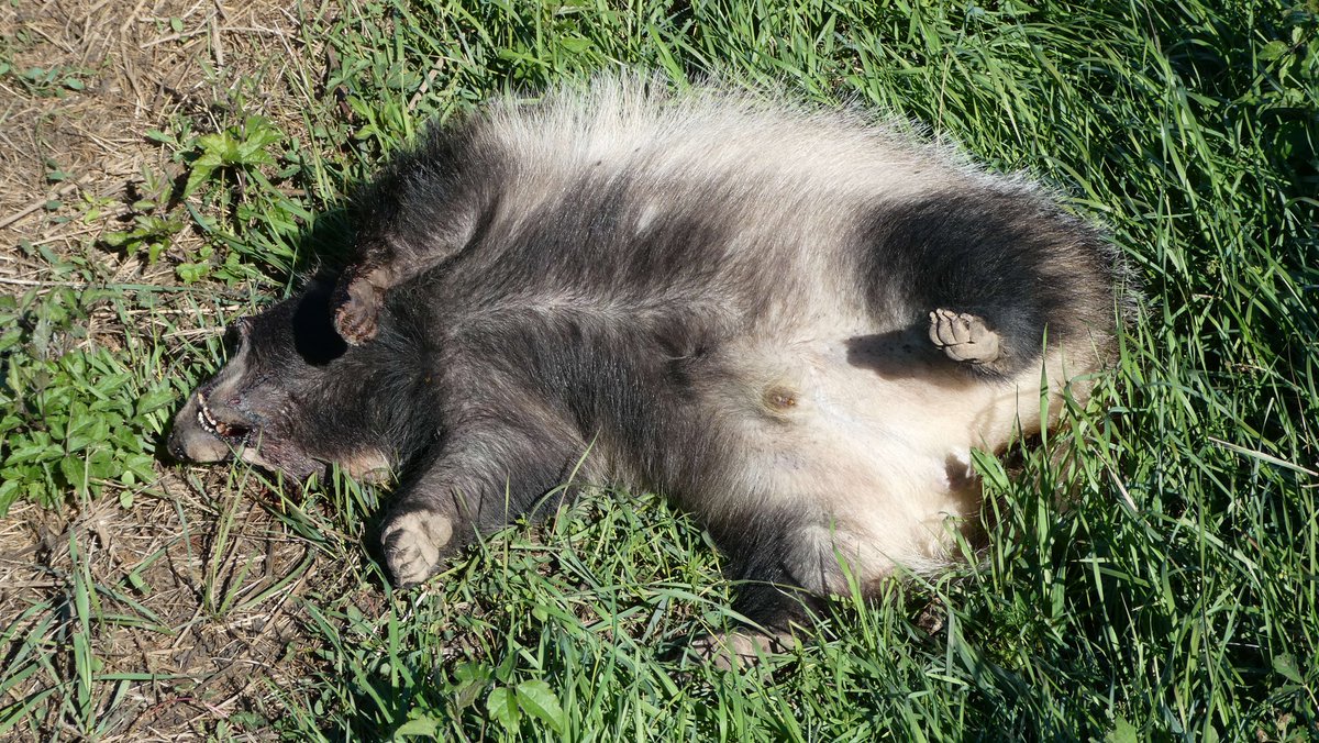 jmpicasprat's tweet image. Avui m’he trobat aquest pobre #teixò #tejón mort en una cuneta, segurament atropellat  #montclar #beguedà