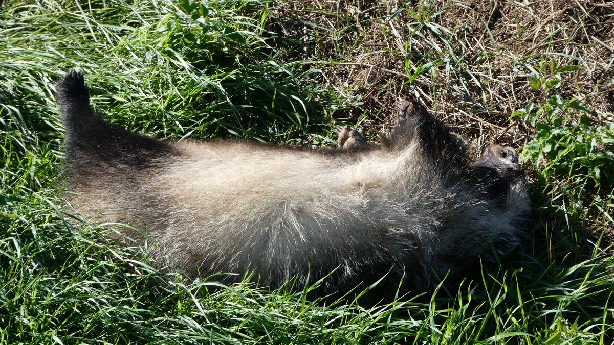 jmpicasprat's tweet image. Avui m’he trobat aquest pobre #teixò #tejón mort en una cuneta, segurament atropellat  #montclar #beguedà