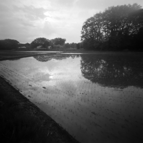 sikiko's tweet image. 過去作品から毎日1枚、#針穴写真 をあげてるのだ。913日目。
#ricefield 
#reflection 
#pinhole 
#pinholephotography 
#ピンホール写真 
#lensless 
#onfilm 
#ilfordpanf50 
#monochrome 
#filmisnotdead 
#blackandwhite 
#mediumformat 
#120film 
#6x6 
#believeinfilm 
#1日1枚針穴写真