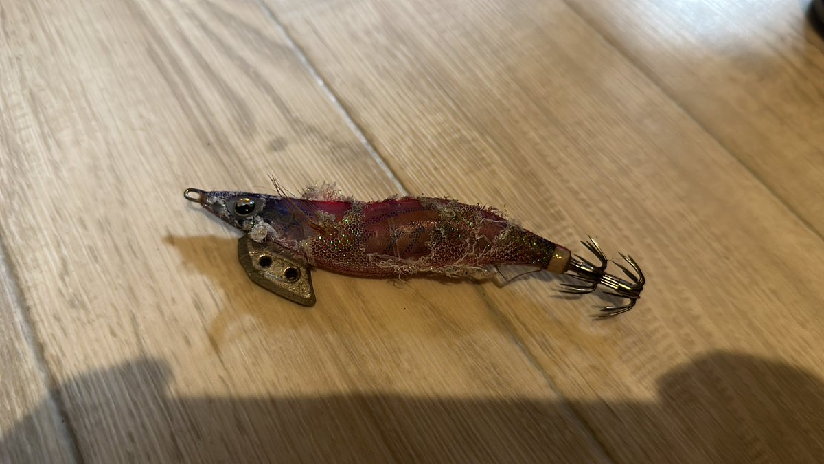 warashinn's tweet photo. 夕まずめにコウイカ釣れたけど最近ほとんどこれで釣ってるしもー半身がズタボロになってきた笑 https://t.co/qrlstdxd4O