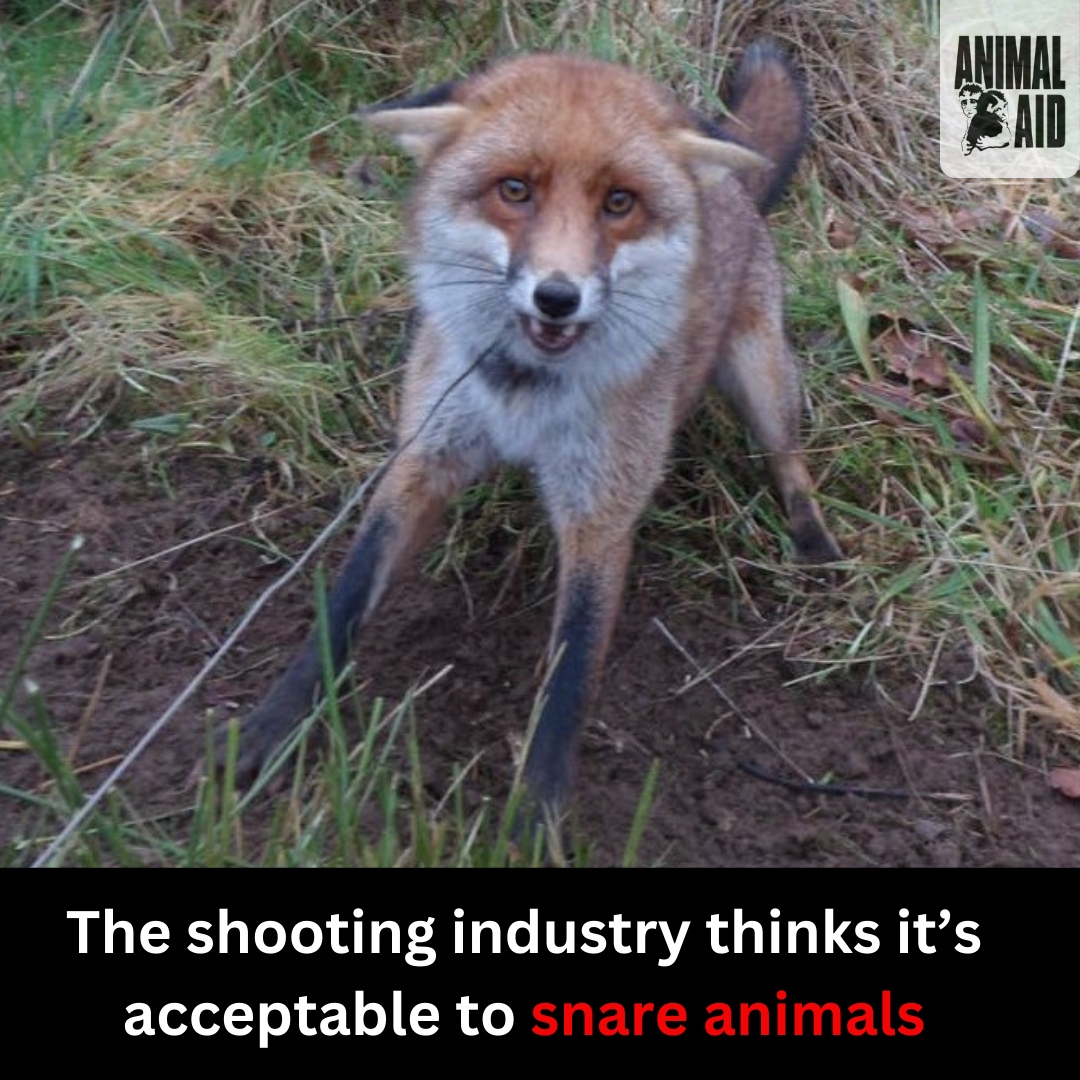 Take action against the shooting industry! ➡️ Please share this post to help spread awareness of the harm the shooting industry does to animals and the environment. ➡️ Please sign & share this petition ➡️ animalaid.org.uk/BirdPetitionX/ Thank you for caring. #BanBloodsports #BanShooting