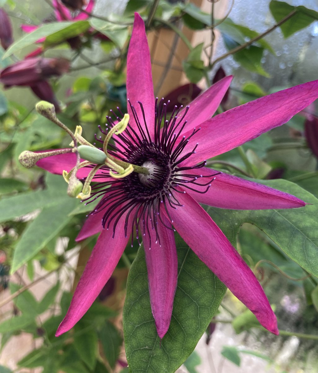 #Passiflora ‘Crimson Tears’ =(P. ‘Pura Vida* x P. amethystina) x P. gritensis has to be one of the most beautiful passionflower hybrids ever raised(by Dr Roland Fischer). It’s not hardy&a bit temperamental but if it flowers it’s an ‘invite the neighbours round’ occasion *last pic