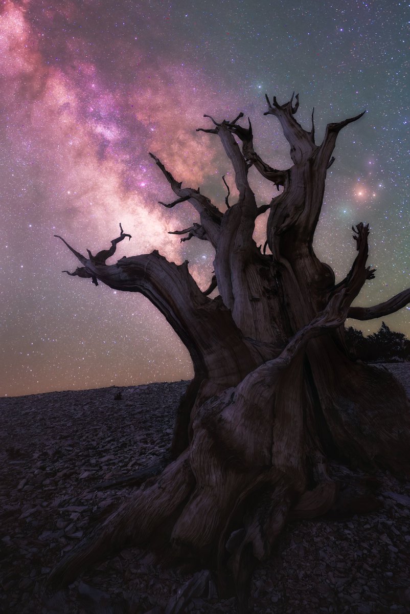 KennethLerose's tweet photo. Trees come alive at night under the ✨’s https://t.co/OSc0DRu641