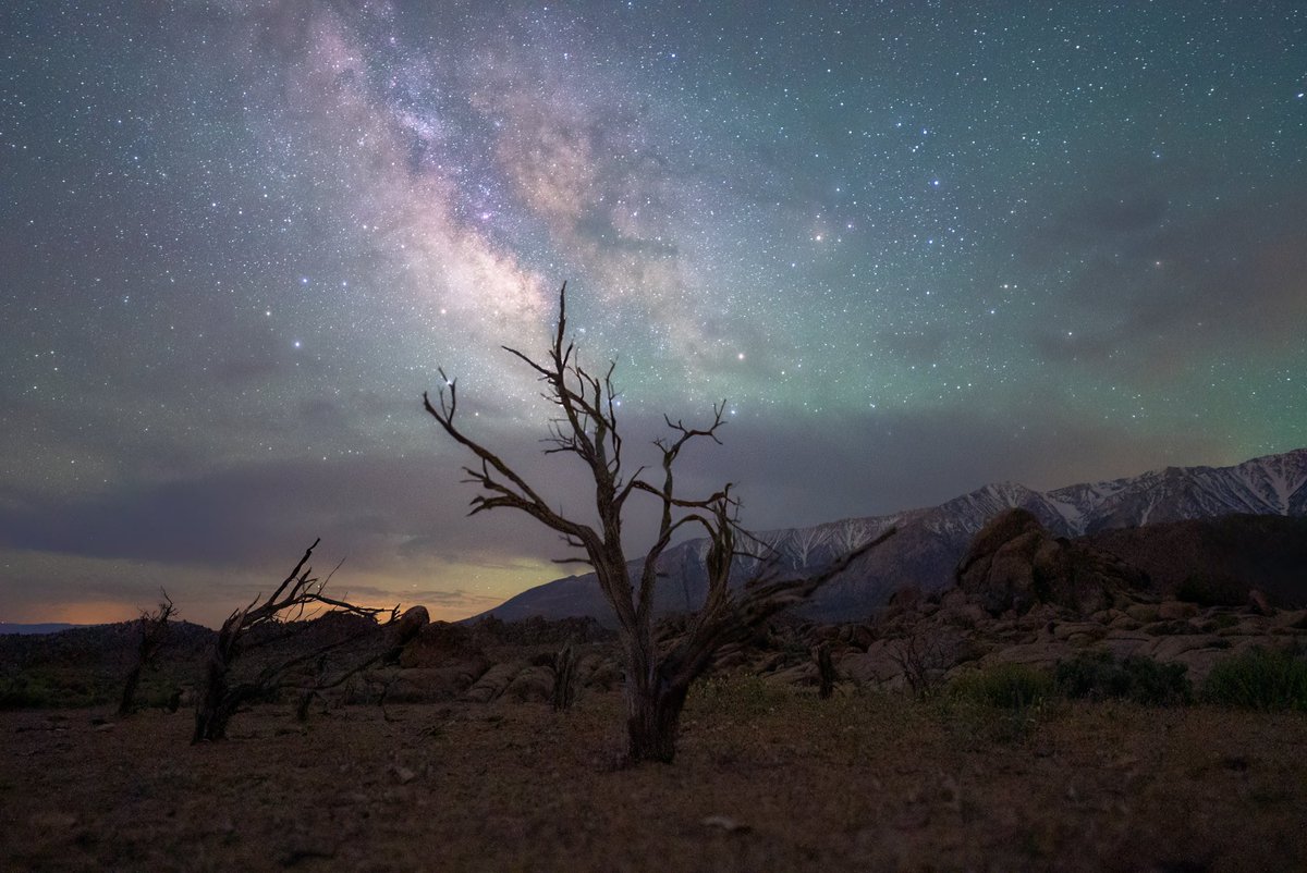 KennethLerose's tweet photo. Trees come alive at night under the ✨’s https://t.co/OSc0DRu641