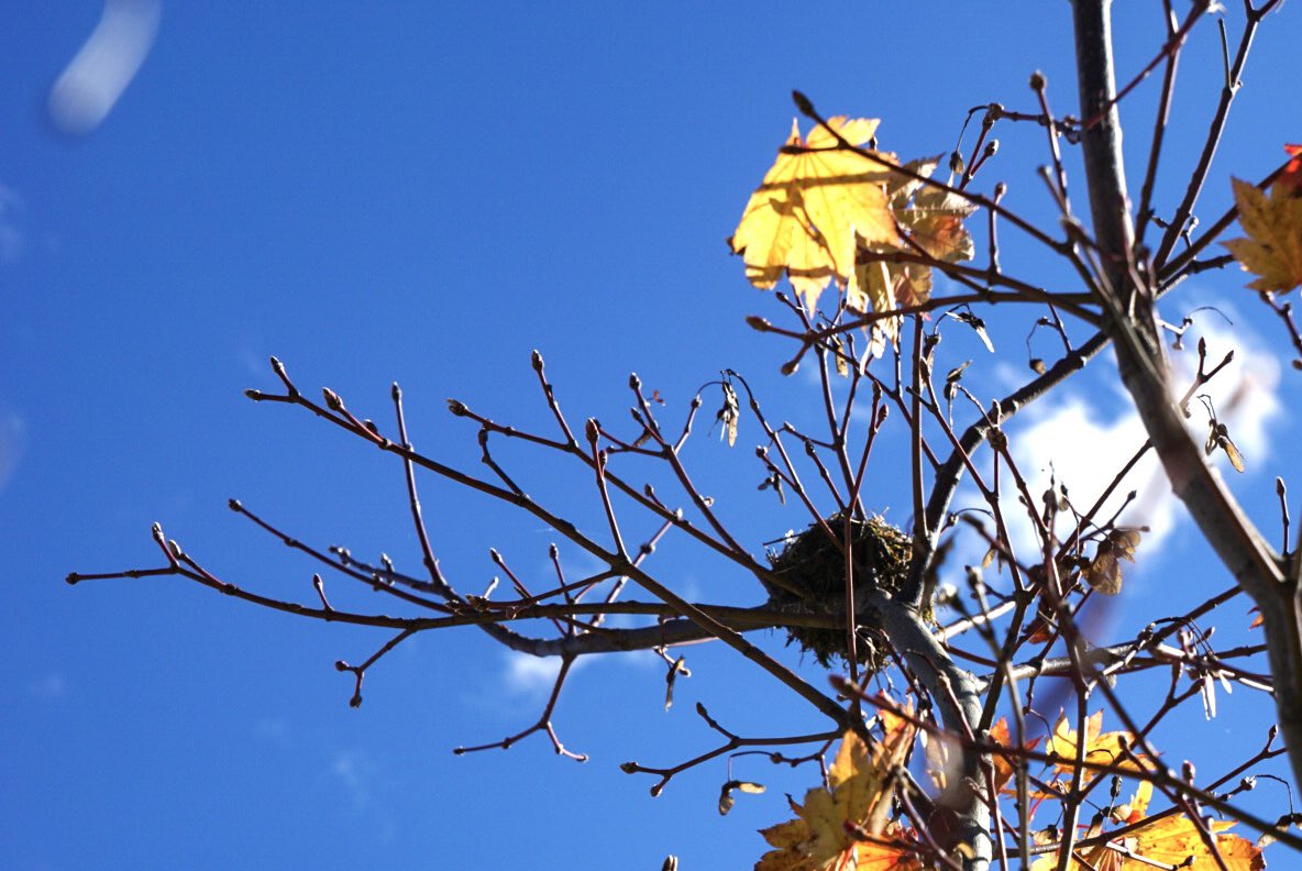 spusavec's tweet photo. Backyard round
.
.
.
#backyard #autumn #colors #clouds #mappletree #nature #gorgeous #slovenia #ifeelslovenia #golnik https://t.co/7ijYPt8XCx