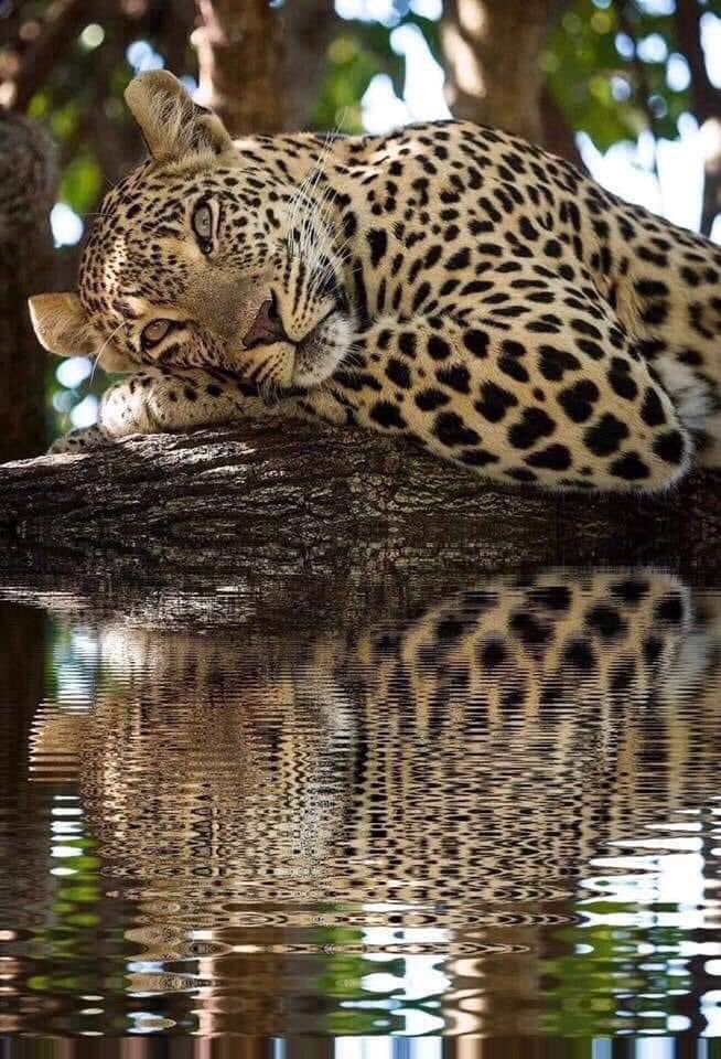 African Leopard looks awesome!

A very human pose.