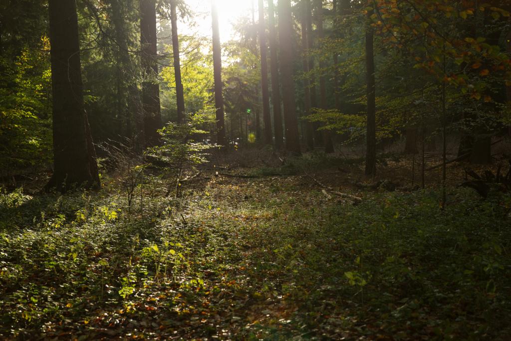 MeerbomenN's tweet photo. Wil jij je ook inzetten voor #klimaat en #biodiversiteit? Een dag doorbrengen in de #natuur en helpen #vergroenen? Kijk waar #meerbomennu in jouw provincie evenementen organiseert op https://t.co/WdoSSRygKm 🌿🌳🍃 https://t.co/9L5sDTuFES
