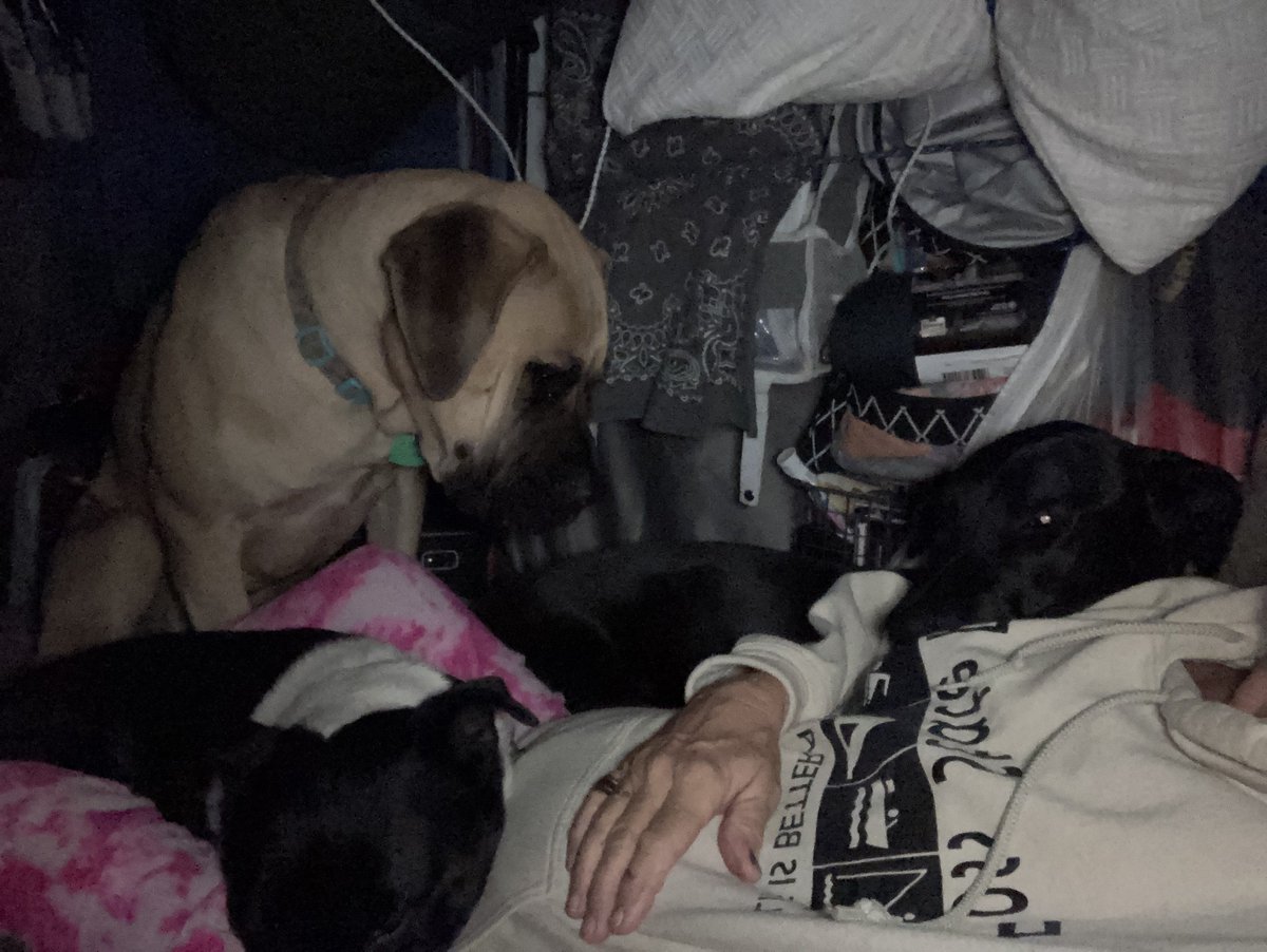 blvemt's tweet image. #Dogs I’m a little crowded. This chair bed is only 20” wide.