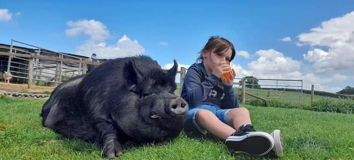 fars_sanctuary's tweet photo. All who visit us are so very welcome ๐ค๐ก
But it's especially uplifting for our team when we see young people loving & respecting our animals, understanding their worth, valuing their company & their beautiful souls ๐๐
It's light in this dark world ๐
#SandySheep
#TobyPig https://t.co/DH0HCN8fpV