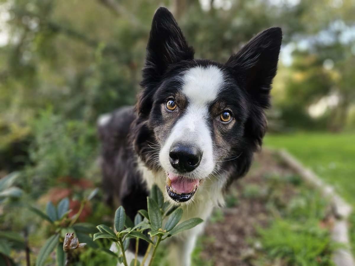 Happy birthday to my big brother <a href="/ripley_collie/">Ripley_Collie 🏴󠁧󠁢󠁳󠁣󠁴󠁿🐾🐶</a> who's thirteen today! He's now officially a terrible teenager! 🤣