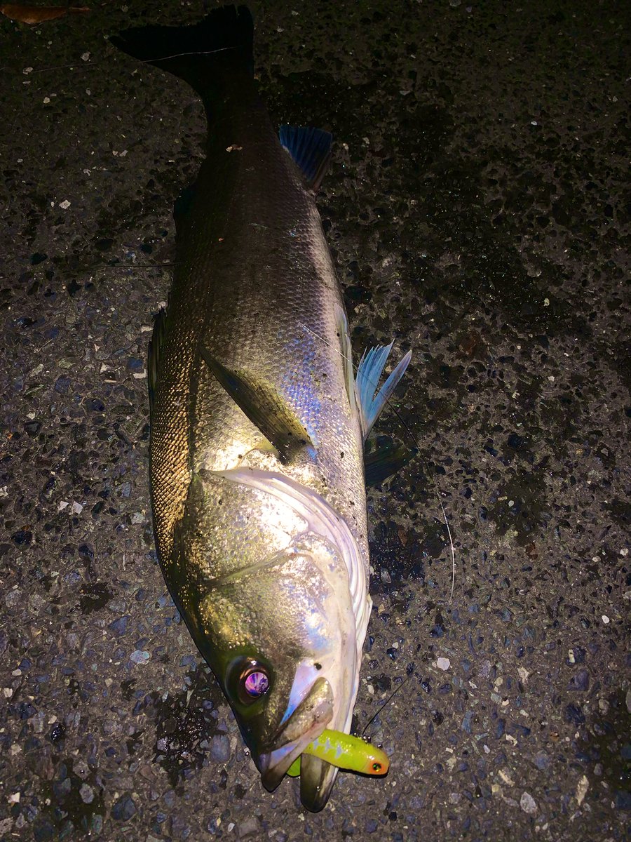 marujinangler's tweet photo. 千葉の平野テスター
先行者が引き上げた明暗部から
QPEN→UKSHADWORM→NOTENのローテーションで70クラス3連発!!
プラグでは反応しない魚も釣れちゃうパワーがそこに有る〜
#マルジン
#QPEN118s
#UKSHADWORM
#NOTEN6
#東京湾奥シーバス
#明暗ゲーム
#秋のハイシーズン https://t.co/i2q2NQqhJ0