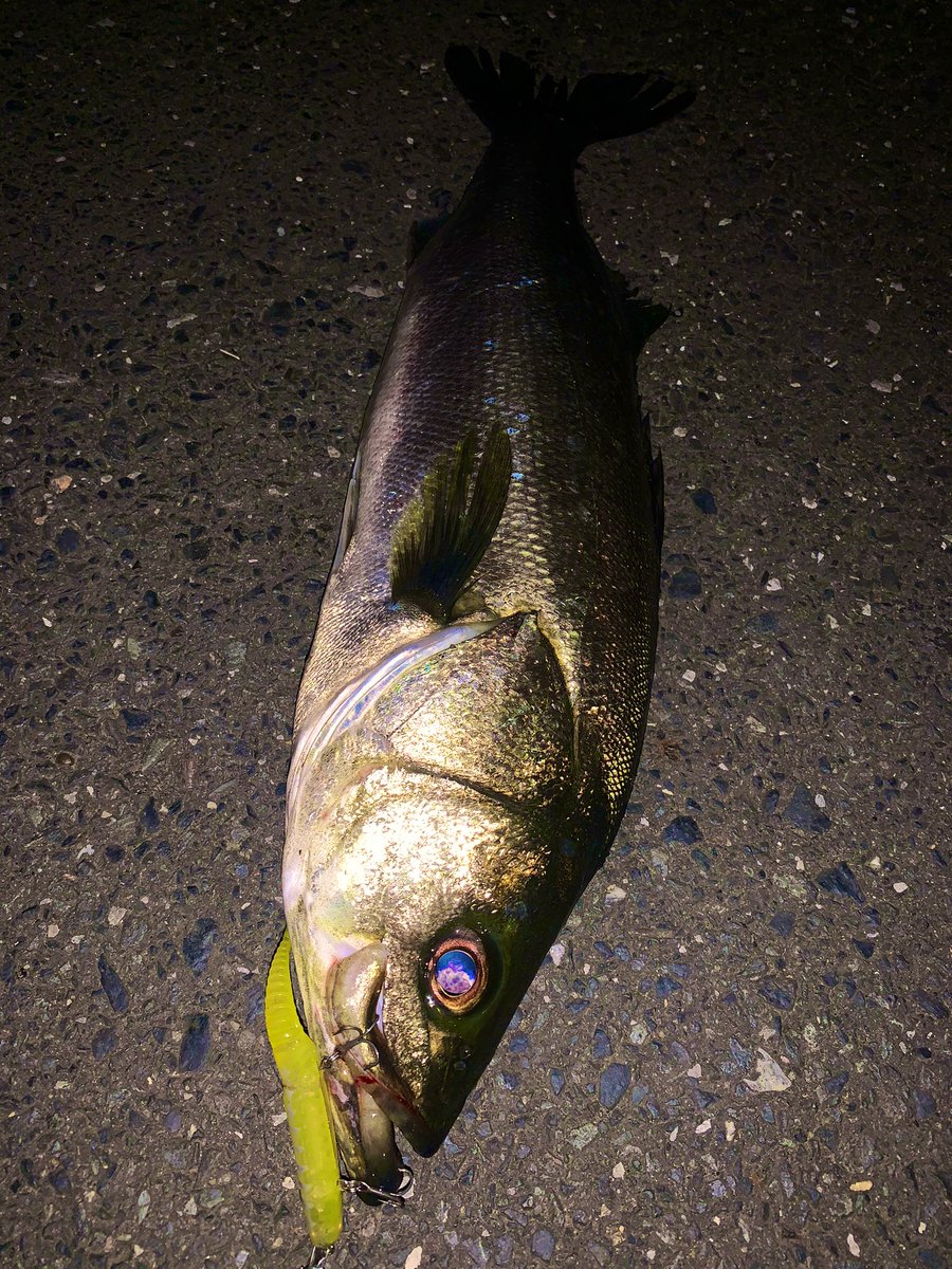 marujinangler's tweet photo. 千葉の平野テスター
先行者が引き上げた明暗部から
QPEN→UKSHADWORM→NOTENのローテーションで70クラス3連発!!
プラグでは反応しない魚も釣れちゃうパワーがそこに有る〜
#マルジン
#QPEN118s
#UKSHADWORM
#NOTEN6
#東京湾奥シーバス
#明暗ゲーム
#秋のハイシーズン https://t.co/i2q2NQqhJ0