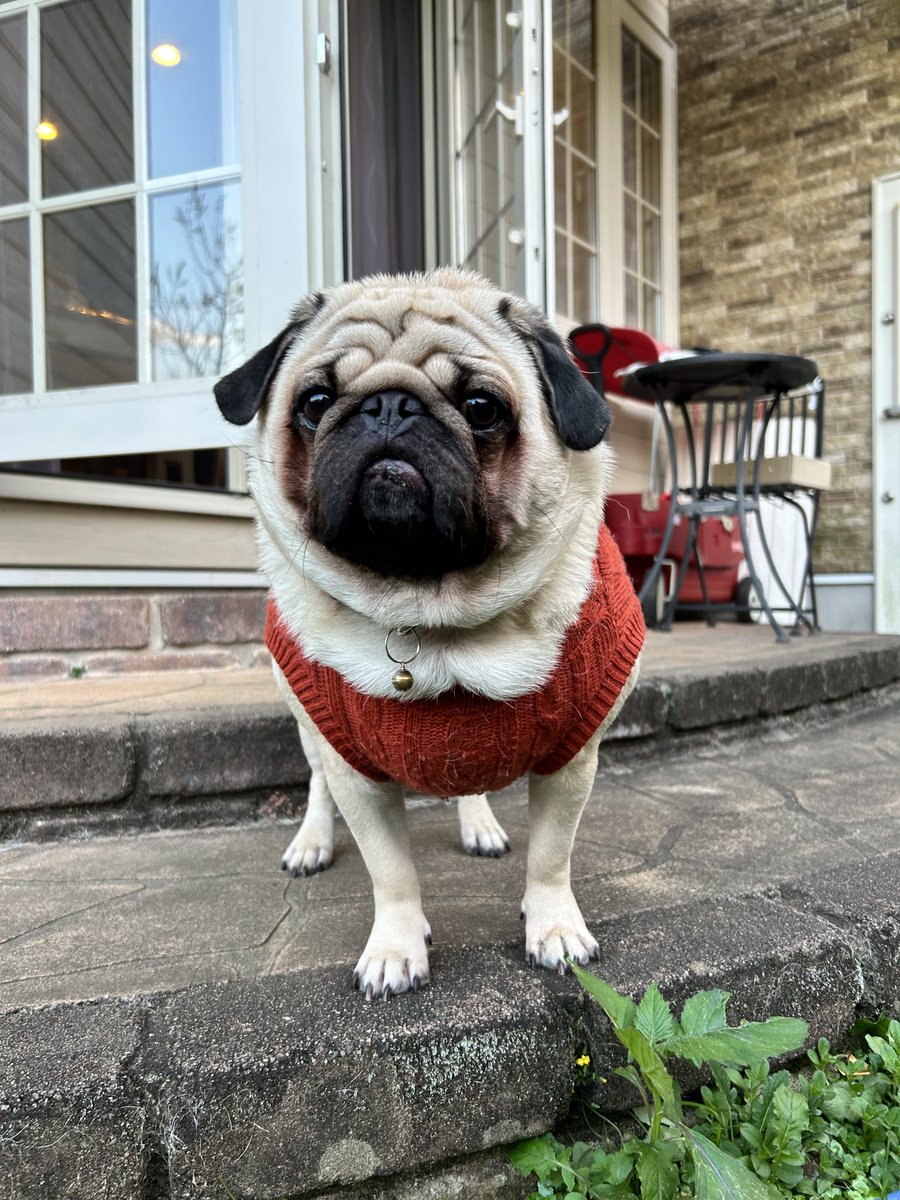 Massel810's tweet photo. 日中は暑いくらいでしたが、夕方は冷えてきますね🌬️

#ボブ
#パグ
#pug
#ニット始めました https://t.co/VTE46MizNl