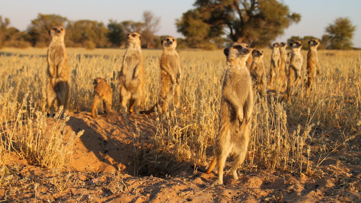 📢OPEN PHD POSITION📢 Come work with us to study communication & collective threat response in #meerkats! Based @MPI_animalbehav @imprs_qbee and featuring field work @KalahariRC Apply by 20 Nov! imprs-qbee.mpg.de/68926/doctoral… #PhDposition