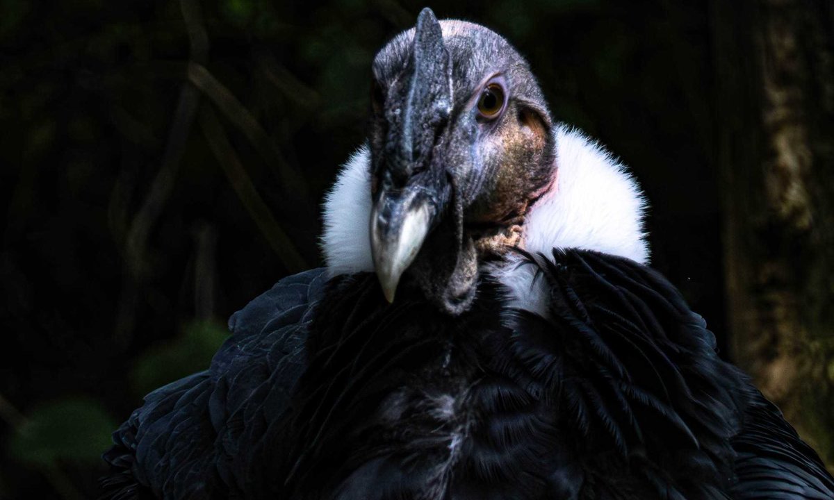 Fotopodcast.de tweet media