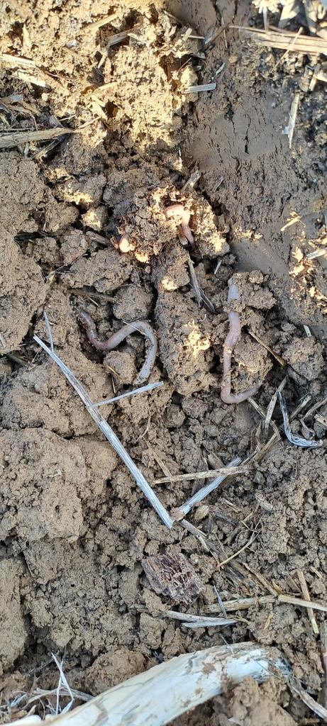 Agricultura de conservacion....