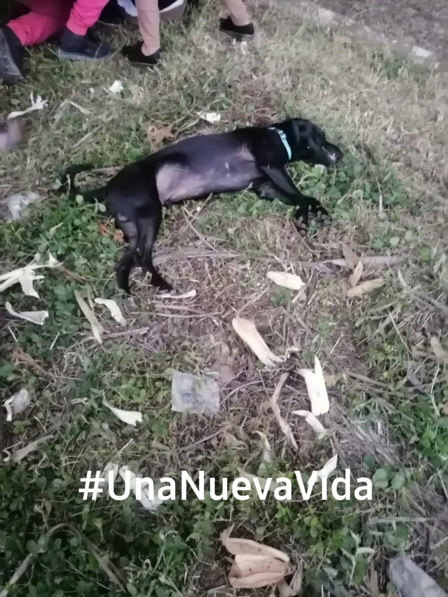jackson_myboo's tweet photo. gente como se puede saber el nombre de una persona con la placa???? ya vieron del loco que disparo a un perrito en Balcones 3 de San Cristobal?!? https://t.co/uOgwCa2OYD