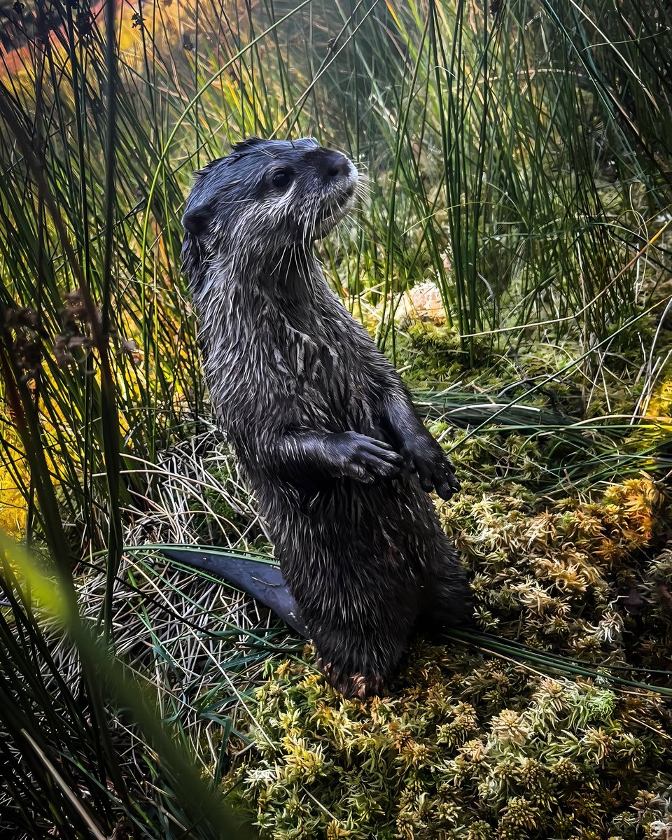 nfanhighlights's tweet photo. I need a big heart ❤️ from a true fan
#otterfansclub, #NorthernRiverOtter, #OtterLife, #RiverOtter, #Wildlife, #AnimalPhotography, #RiverAnimals, #OtterLove, #RiverLife, #OtterLovers, #WildOtter https://t.co/eHtWV2xYhK