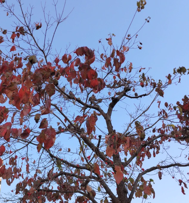 陽の光が強すぎてキレイにとれなかった雀の群れ(色々調整はしてみた)。いっぱいいるよ。何日か前の写真。 