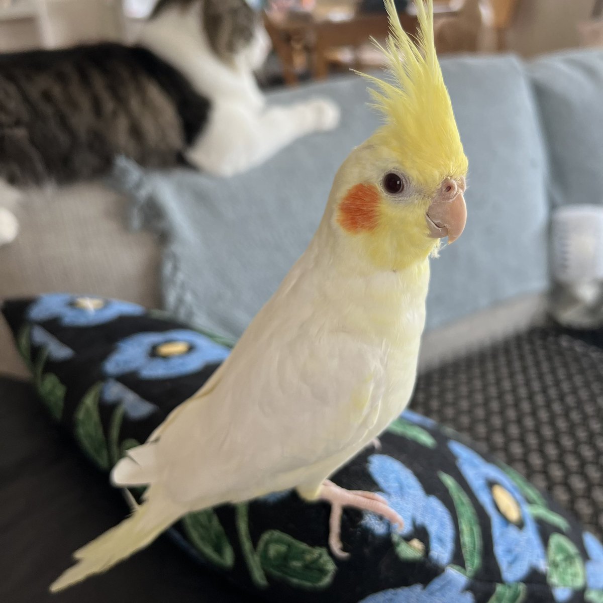 sayakapolo1217's tweet photo. オカメインコ探してます。
11月5日16時ごろ自宅から飛んで逃げてしまいました。
ルチノー、全身黄色でほっぺだけ赤丸のオスです。
見かけた方や保護された方は連絡下さい。

#迷子　#迷子鳥　#オカメインコ探しています　#名古屋市守山区 https://t.co/yuaQDRffDL