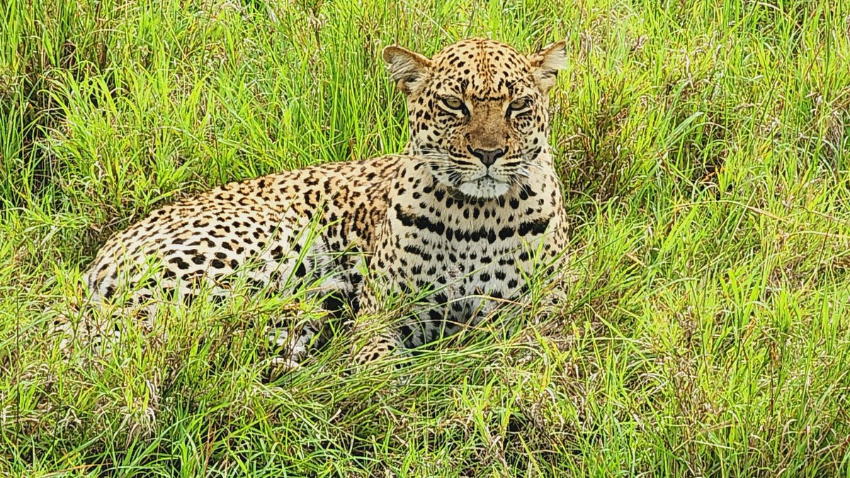 ugwildlife's tweet photo. Greetings from kasenyi, #QueenElizabethNationalPark.
#VisitQueen
@ExploreUganda
@Ugandawildlife https://t.co/IsFseXdvhm