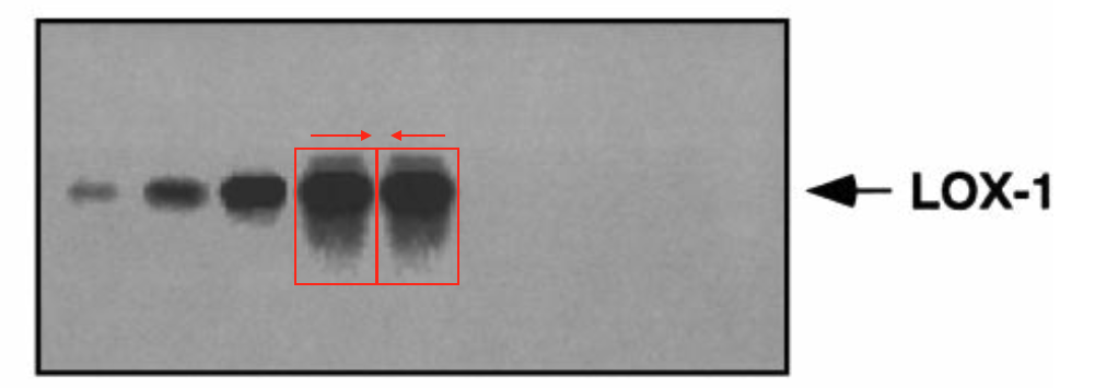MicrobiomDigest's tweet photo. Me: These two bands look like mirror images of each other.
Author: We had some problems converting from a Mac to a Windows computer.

What do you think?
#ImageForensics https://t.co/6jry05xUNJ