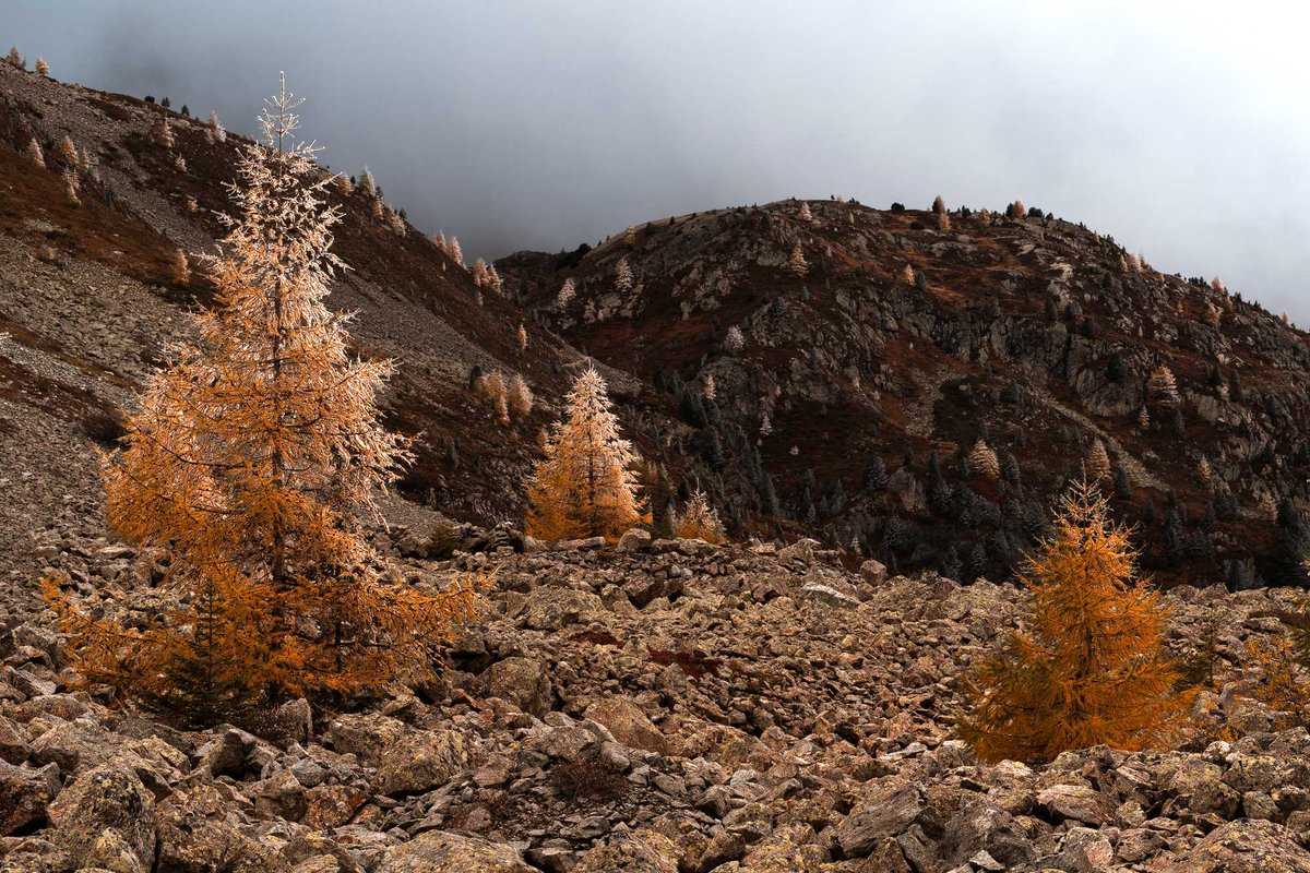 When seasons collide! It was one of the very few times we had winter-like conditions with some hoarfrost on the tips of the trees. I love such changing conditions and the colors autumn brings. This year we had an unusually warm October and a delayed larch-color season.