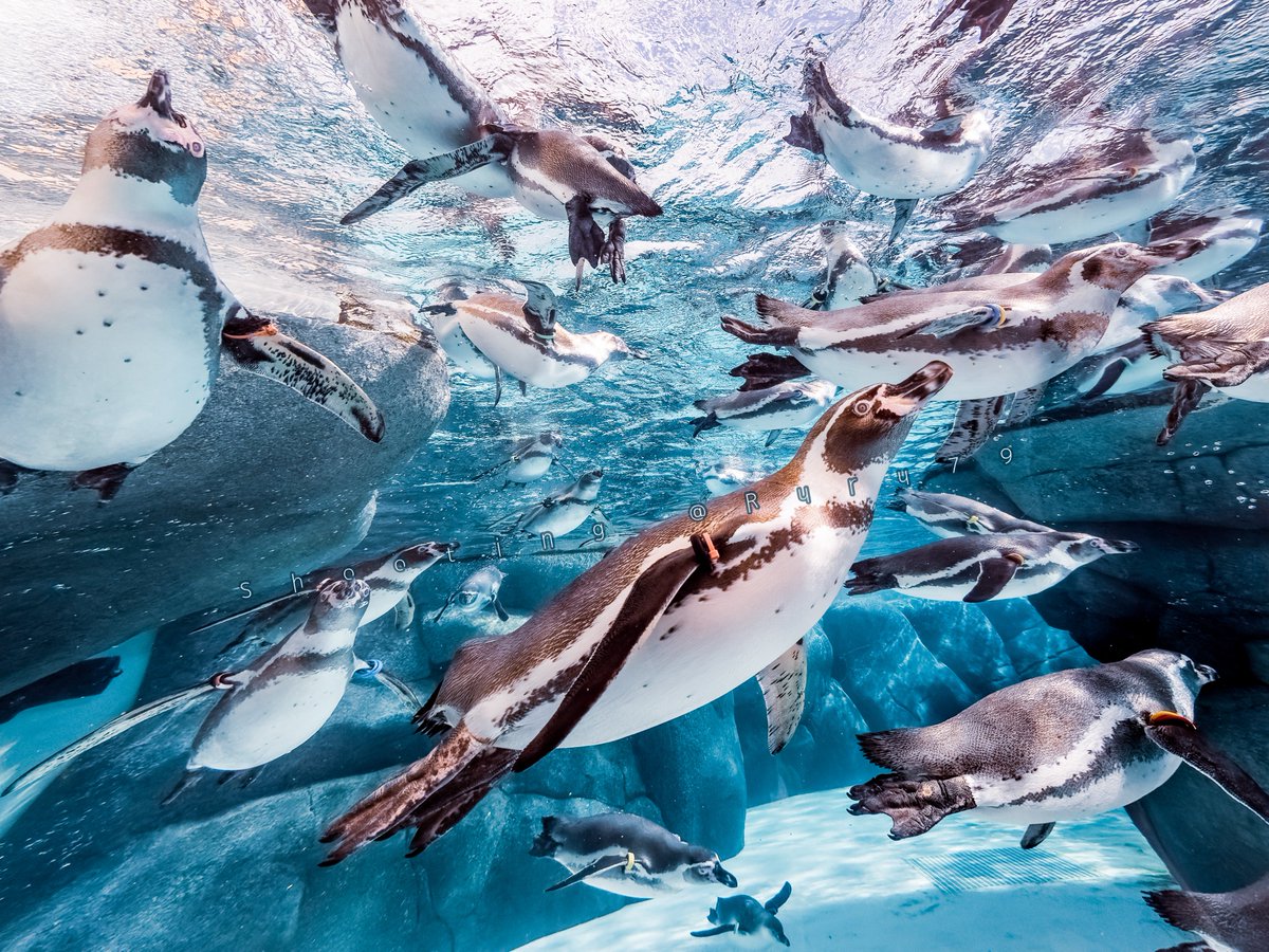 るるなっく tweet media