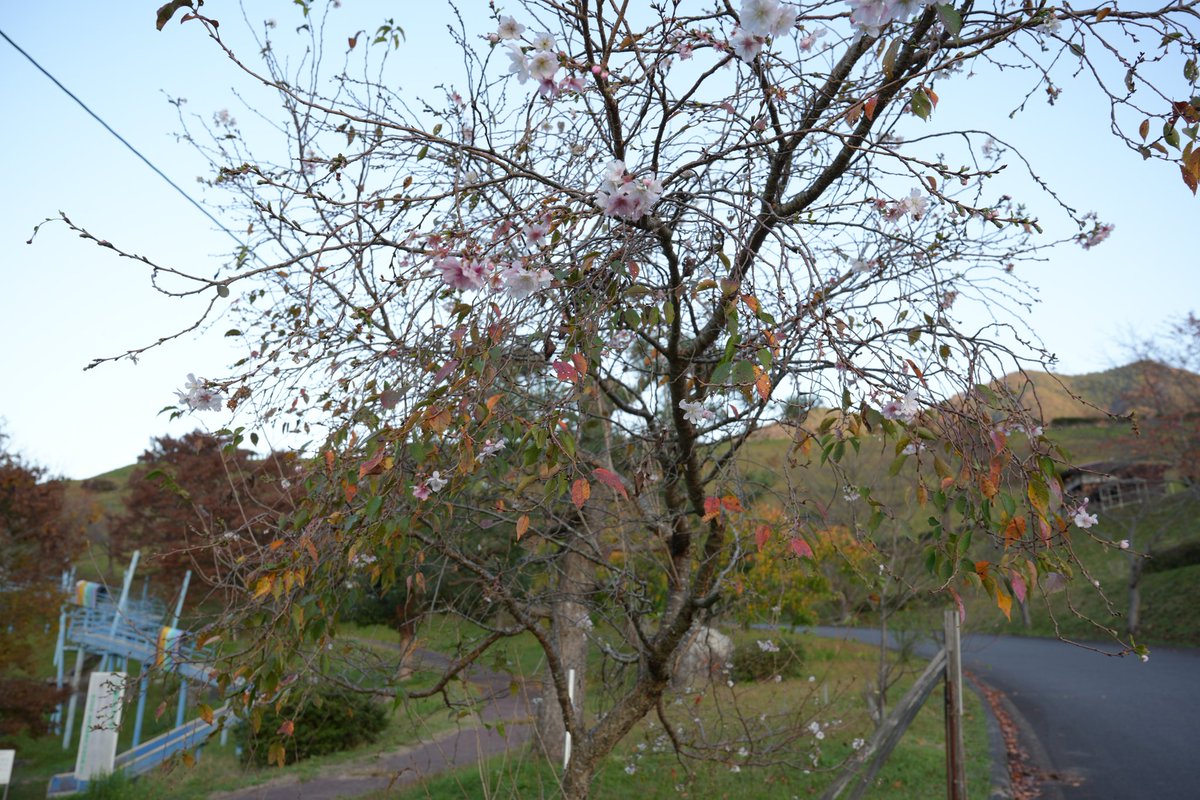 smile_moher's tweet photo. 鳥取でも季節外れの桜。紅葉と同時は初めて見る https://t.co/gky3SbfGwh