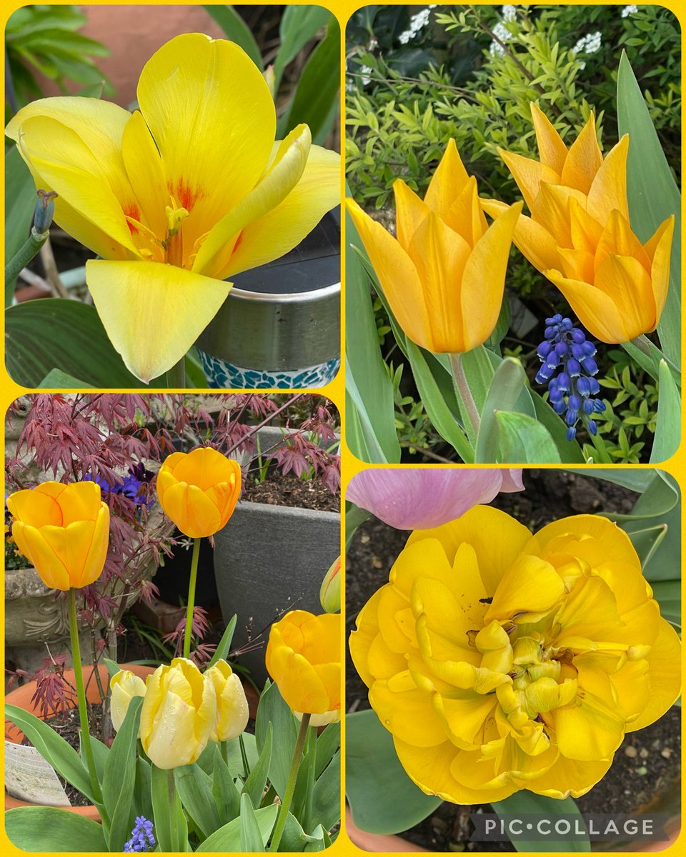 #SundayYellow #Lookingback #Lookingforward  Morning on a dry sunny start to the day and hopefully for next couple of days. Have a great day all and enjoy 💛😍💛