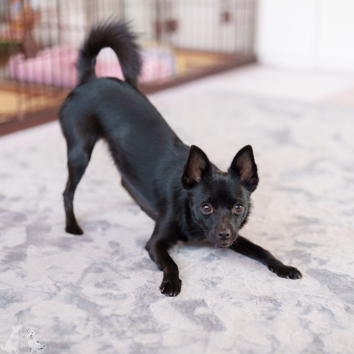 SUMIZOch's tweet photo. ➰と一回転してからのスタイル良すぎなプレイバウ
#ミックス犬 #ポートレート
#犬のいる暮らし #犬のいる生活
#黒犬 #portrait #playbow https://t.co/QhESfNUUQ1