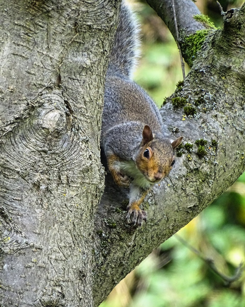 Sunday squirrels 🐿️🐿️ #squirrels #greysquirrels #squirrelwatching #nature #naturelover #wildlife #wildlifephotographer #autumn #november #yorkshirewolds #eastriding #eastridingofyorkshire #eastyorkshire #allgodscreatures #lovewhereyoulive